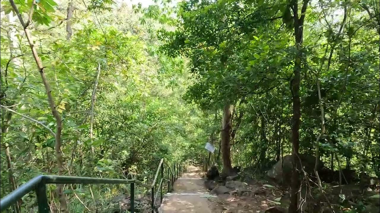 Jungle Walk
